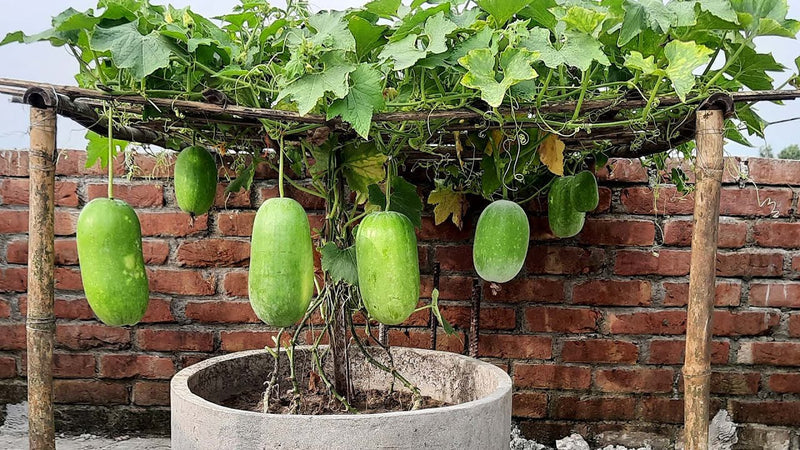 Winter Melon Seeds for Planting – Heirloom Non-GMO Garden Seeds