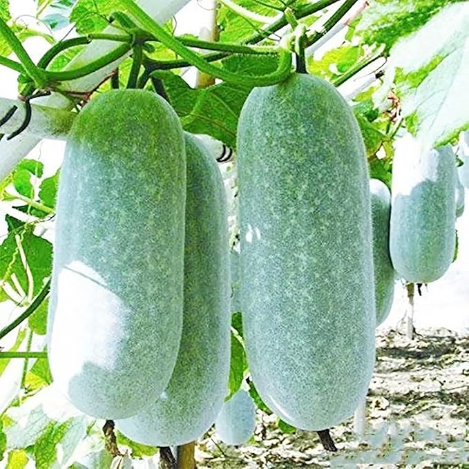 Winter Melon Seeds