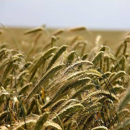 Cereal rye seeds for planting growing as a green winter cover crop in a garden field