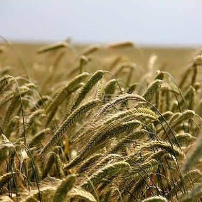 Cereal rye seeds for planting growing as a green winter cover crop in a garden field