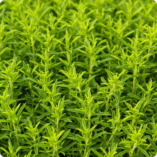 Winter Savory Herb Seeds for Planting – Heirloom Non-GMO Garden Seeds