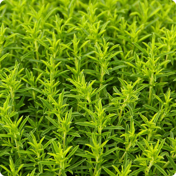Winter Savory Herb Seeds for Planting – Heirloom Non-GMO Garden Seeds