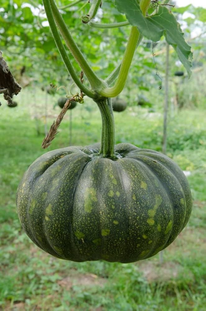 Peanut Pumpkin Vegetable Seeds for Planting – Heirloom Non-GMO Garden Seeds