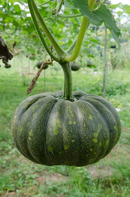Peanut Pumpkin Vegetable Seeds for Planting – Heirloom Non-GMO Garden Seeds