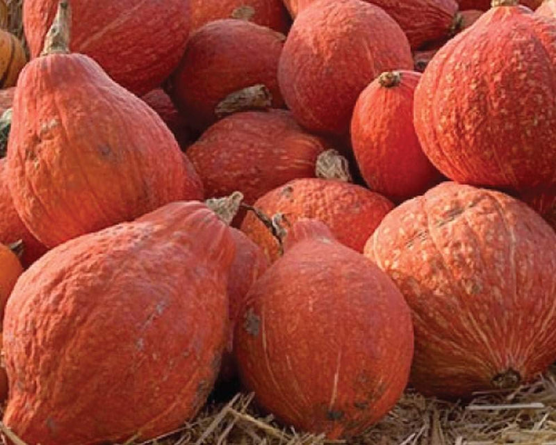 Golden Hubbard Winter Squash Seeds for Planting – Heirloom Non-GMO Garden Seeds