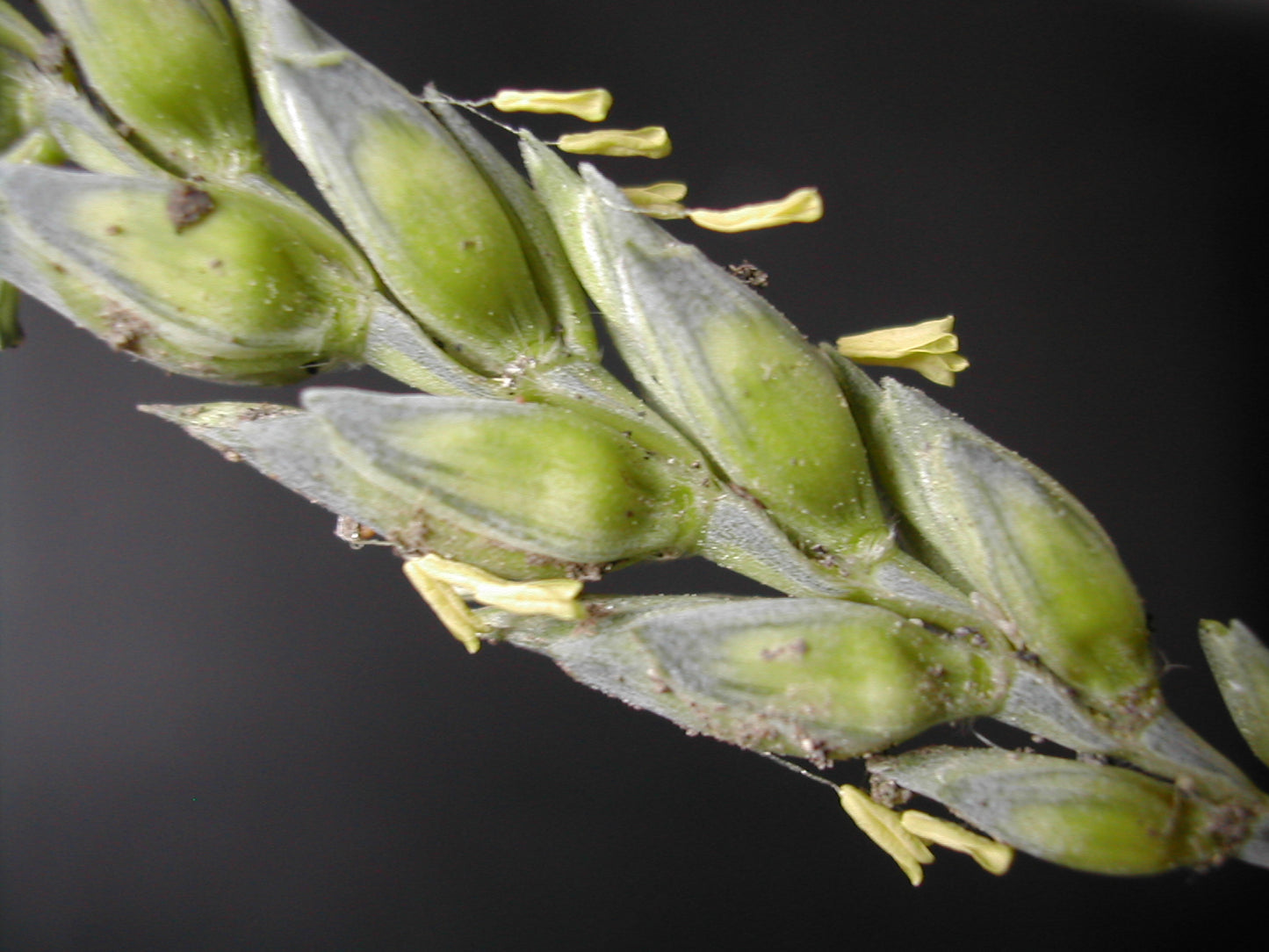Winter wheat seeds for planting with mature golden wheat heads growing in a field