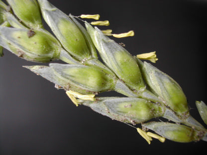 Winter wheat seeds for planting with mature golden wheat heads growing in a field