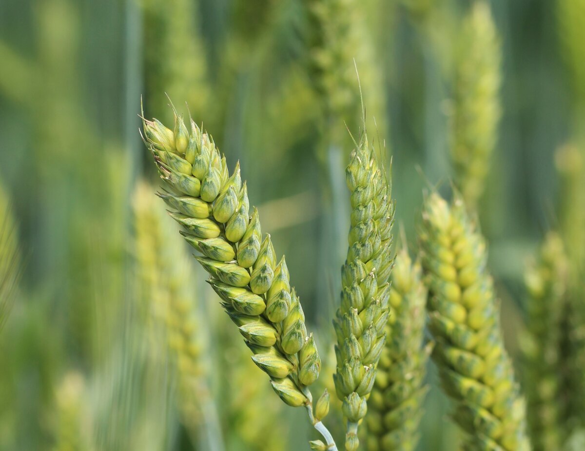 Winter wheat seeds for planting with mature golden wheat heads growing in a field