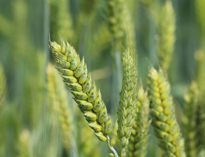 Winter wheat seeds for planting with mature golden wheat heads growing in a field
