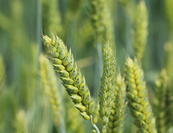 Winter wheat seeds for planting with mature golden wheat heads growing in a field