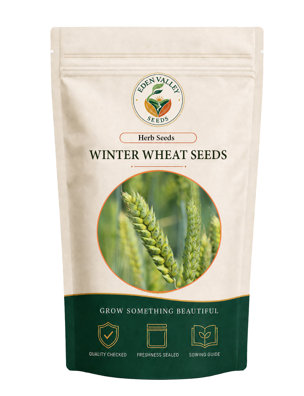 Winter Wheat Seeds for Planting with green wheat shoots and developing grain heads