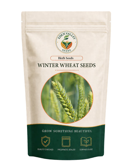 Winter Wheat Seeds for Planting with green wheat shoots and developing grain heads