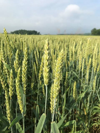 Winter wheat seeds for planting with mature golden wheat heads growing in a field