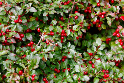 Wintergreen Flower Seeds for Planting – Heirloom Non-GMO Garden Seeds