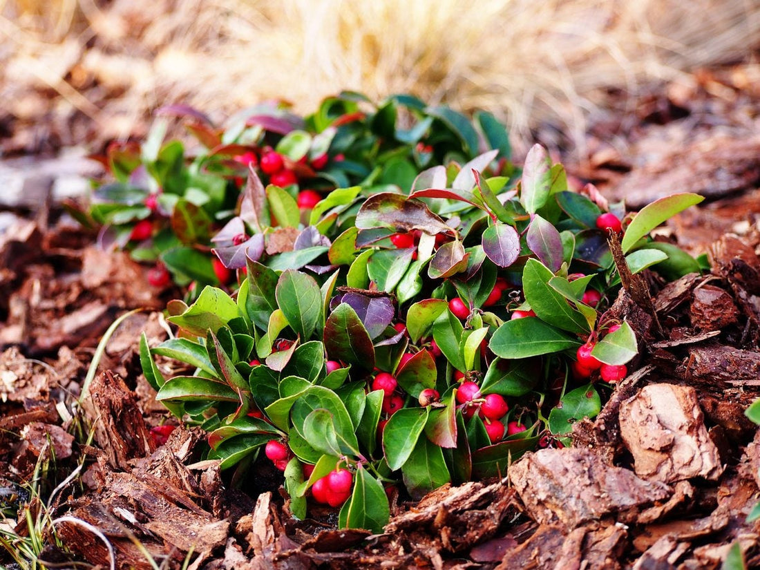 wintergreen flower seeds