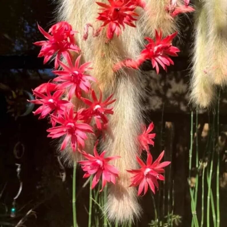 Winteria Colademononis red flower seeds for planting and ornamental garden growth