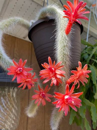 Winteria Colademononis red flower seeds for planting and ornamental garden growth