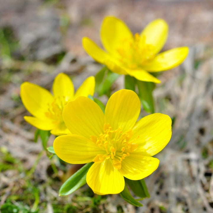 Winterling flower seeds