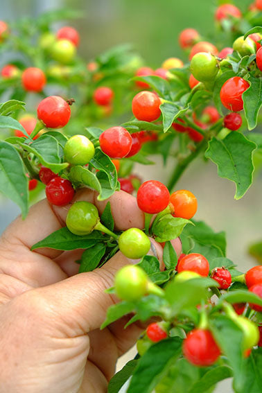 Wiri Wiri Pepper Seeds