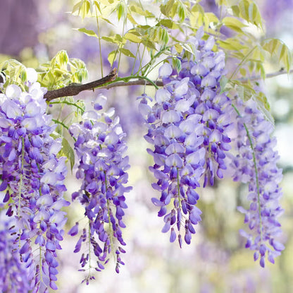 Wisteria flower seeds