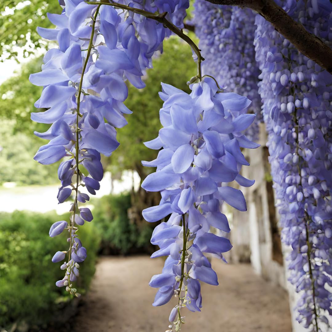 Wisteria flower seeds