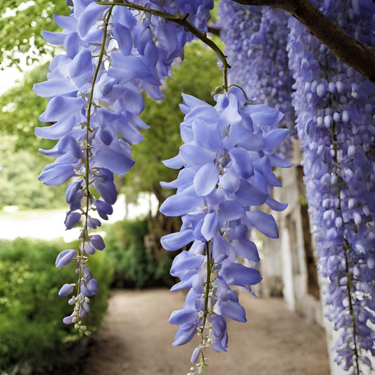 Wisteria flower seeds