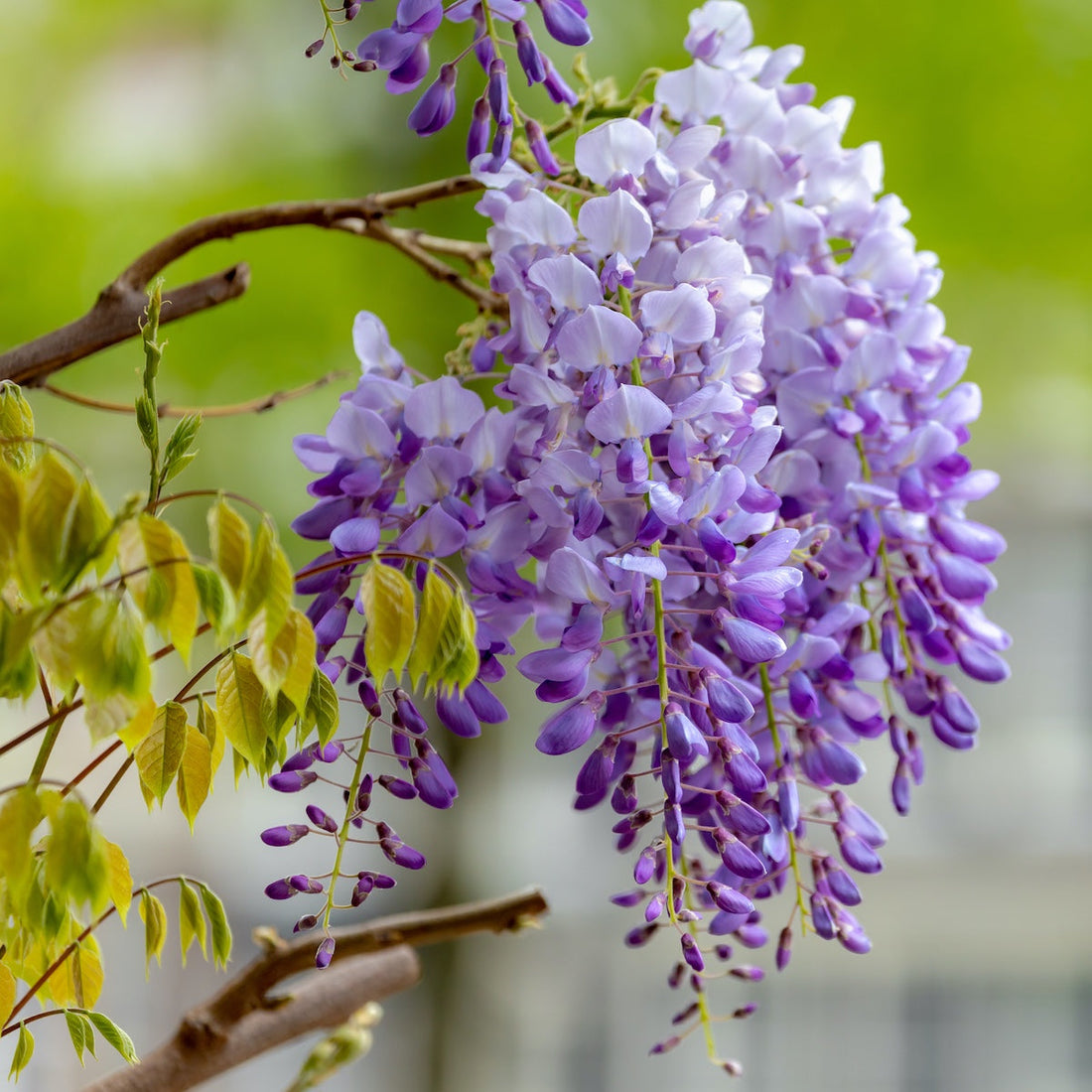 Wisteria flower seeds