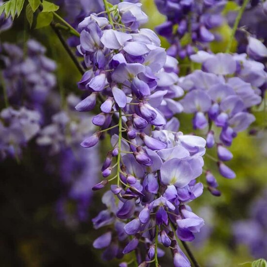Wisteria Tree flower seeds
