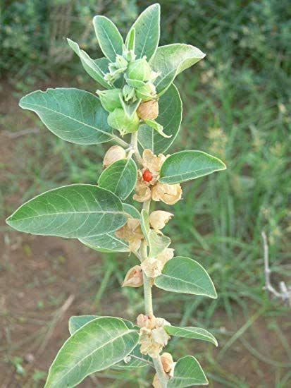 Ashwagandha African Ecotype (Withania somnifera) herb plant with green leaves, delicate flowers, and orange-red berries growing in a sunny garden.