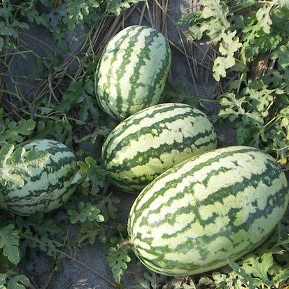 Mixed Watermelon Fruit Seeds for Planting – Heirloom Non-GMO Garden Seeds