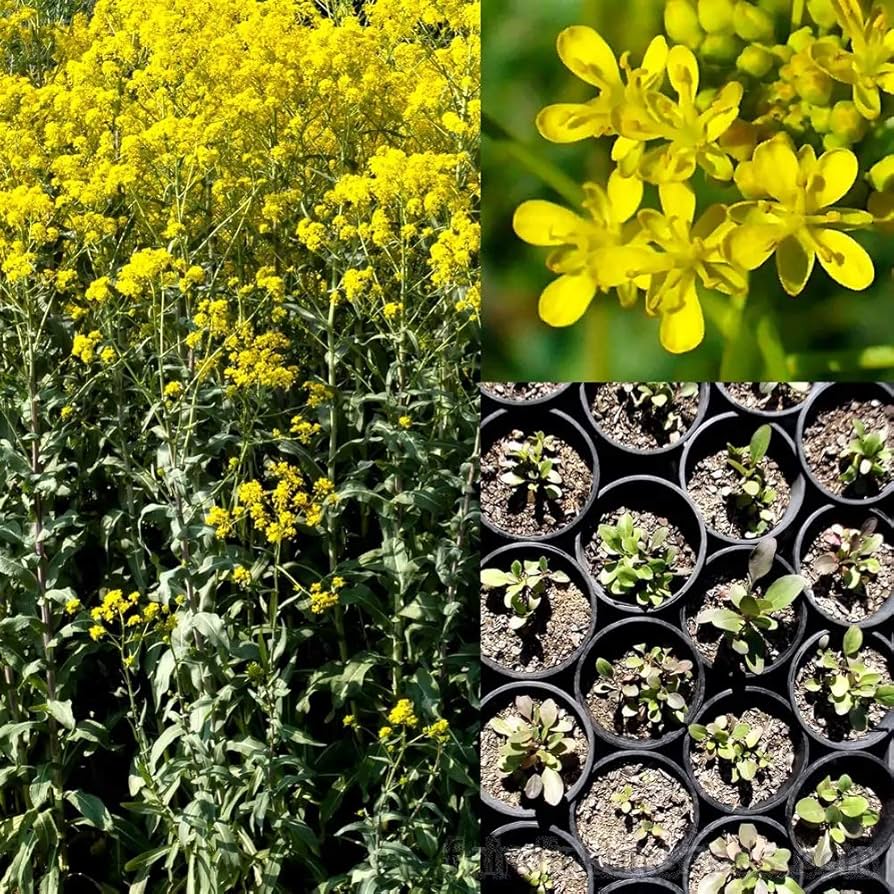 Woad Herb Seeds for Planting – Heirloom Non-GMO Garden Seeds