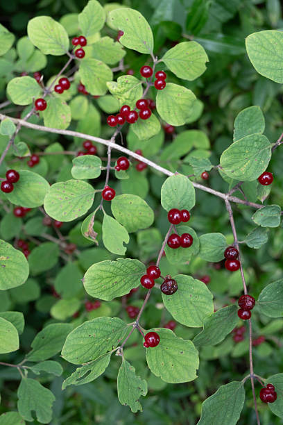 Wolfberry fruit seeds for planting with mature Lycium barbarum berries and foliage