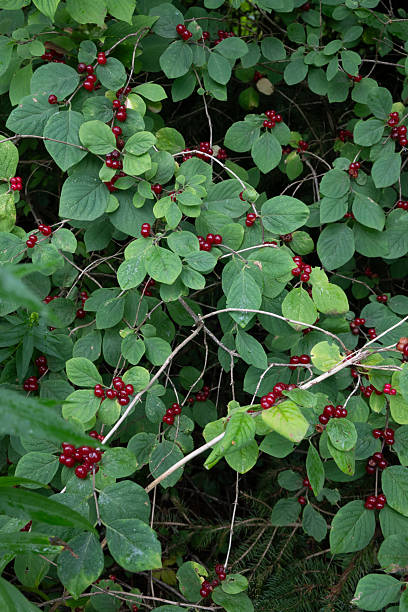 Wolfberry fruit seeds for planting with mature Lycium barbarum berries and foliage