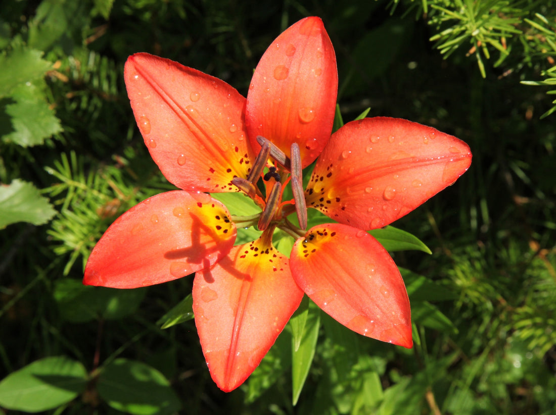 Yellow Red flower seeds