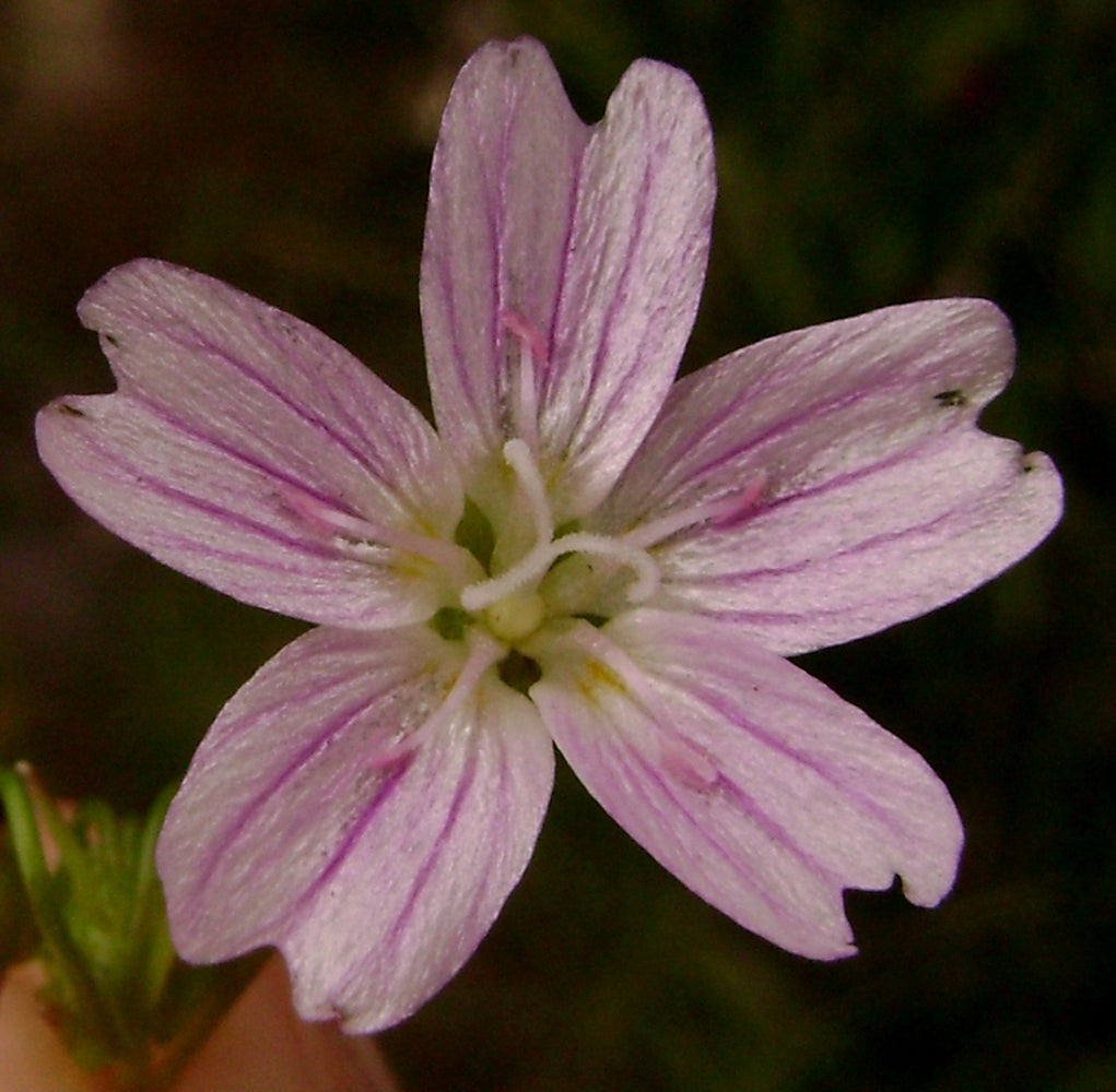 White Claytonia flower seeds