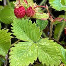 rugen strawberry seeds