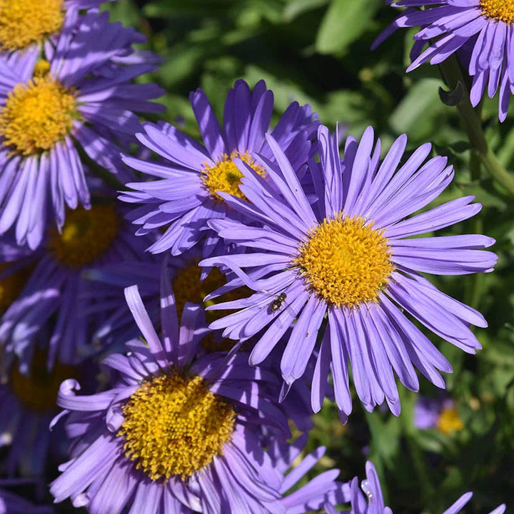 Violet Aster flower seeds