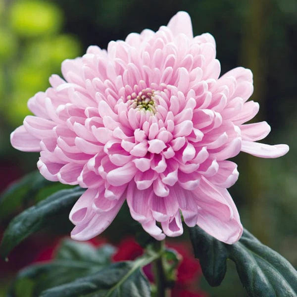 Baby Pink flower seeds