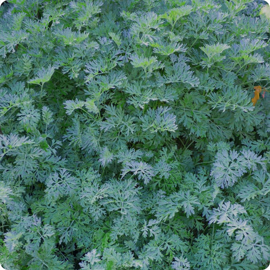 Wormwood Herb Seeds for Planting – Heirloom Non-GMO Garden Seeds