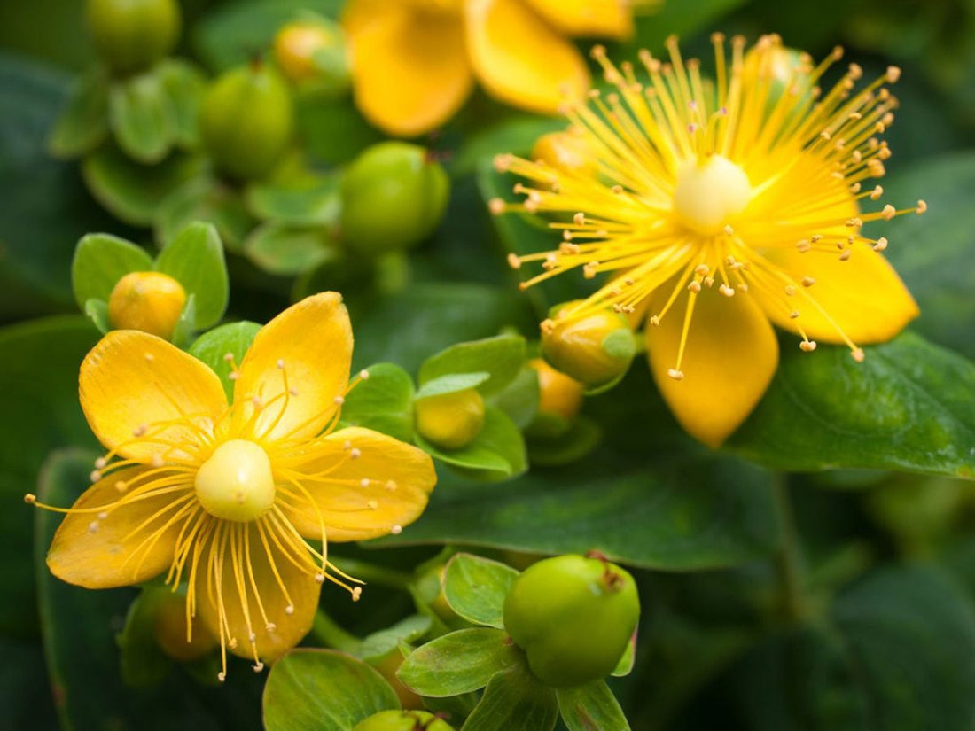 Wort Herbal flower seeds