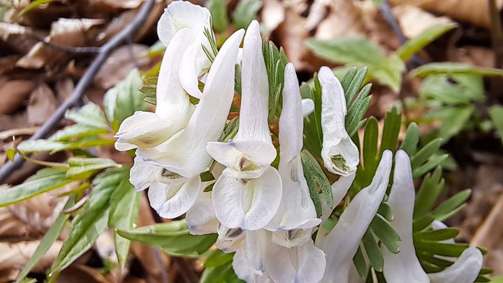 Corydalis Solida flower seeds