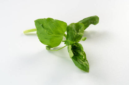 Wrinkled Cress vegetable seeds growing into crinkled green garden cress leaves