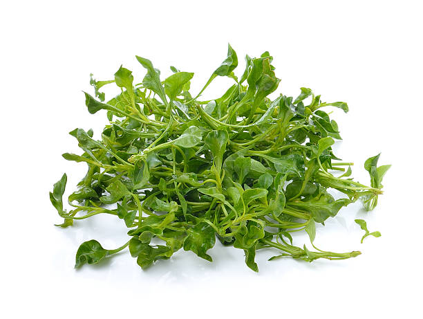 Wrinkled Cress vegetable seeds growing into crinkled green garden cress leaves