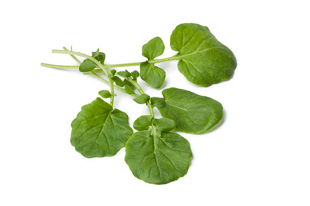 Wrinkled Cress vegetable seeds growing into crinkled green garden cress leaves