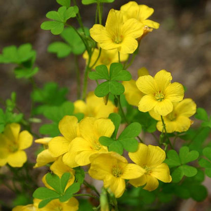 Yellow Oxalis Laciniata Flower Seeds for Planting – Heirloom Non-GMO Garden Seeds