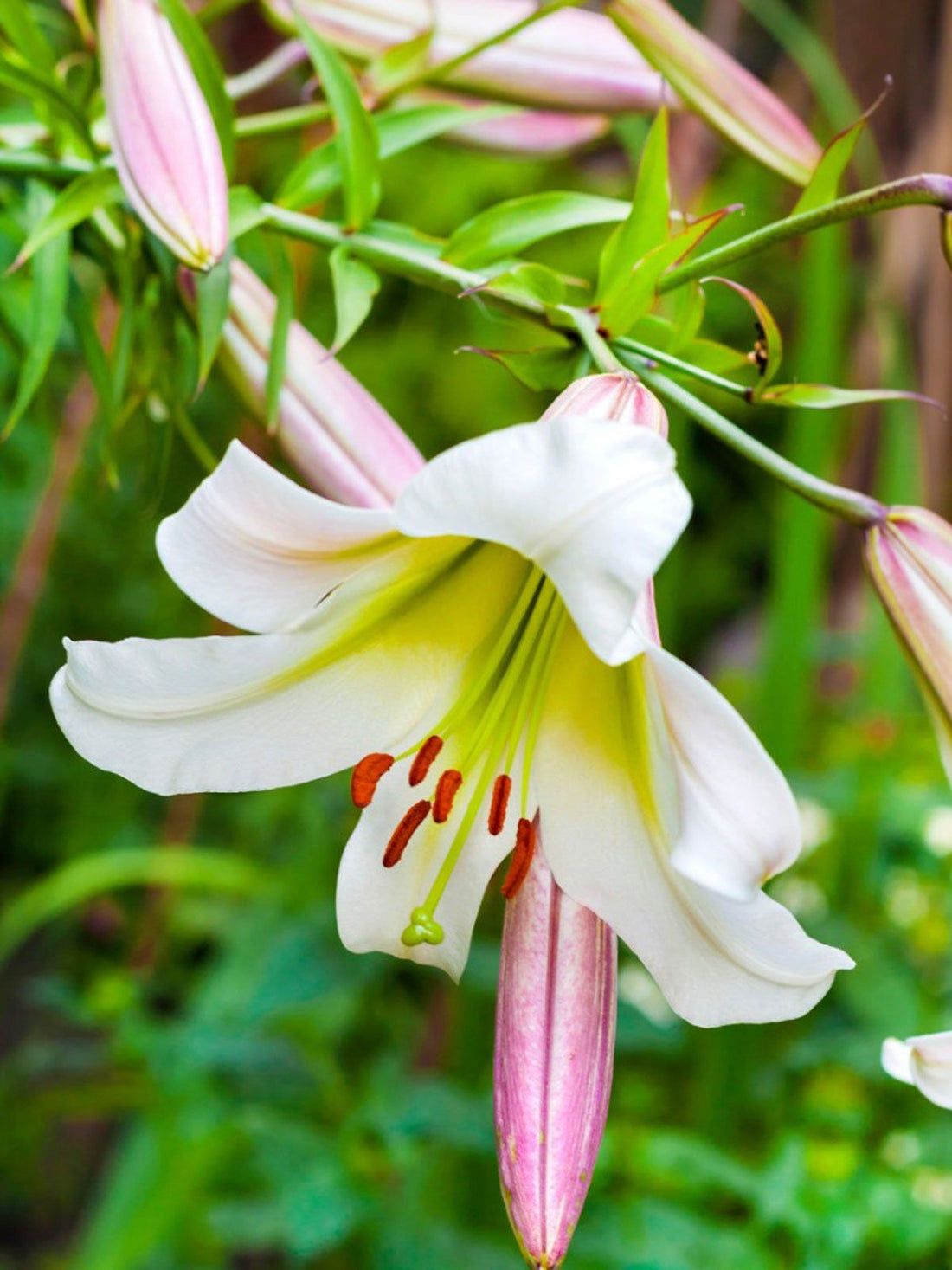 Lilium Regale flower seeds