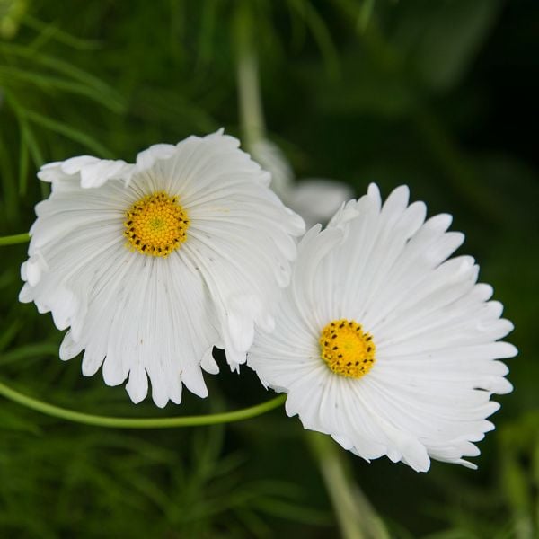 Cosmos Cupcakes flower seeds