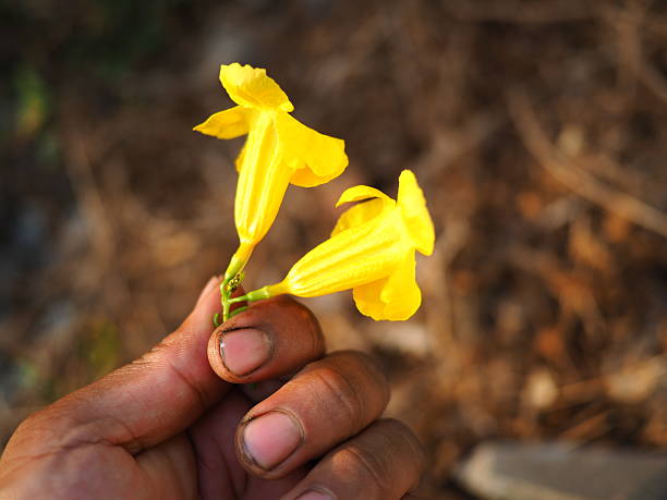 Yellow Xanthina flowers blooming in a sunny home garden