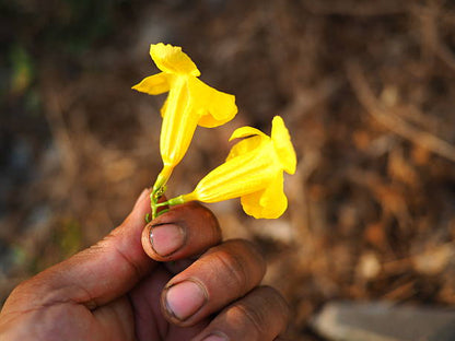 Yellow Xanthina flowers blooming in a sunny home garden