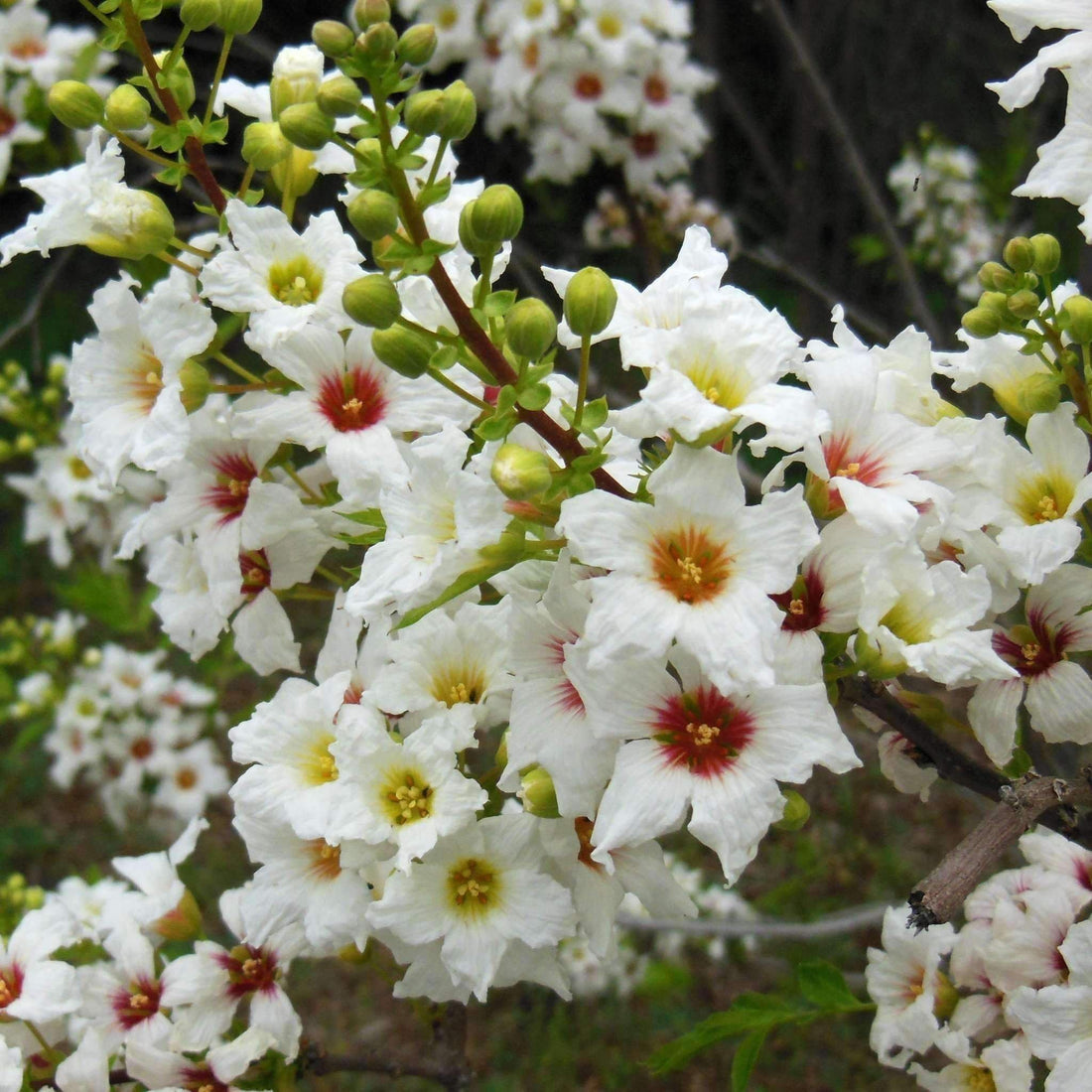 Xanthoceras Sorbifolium flower seeds